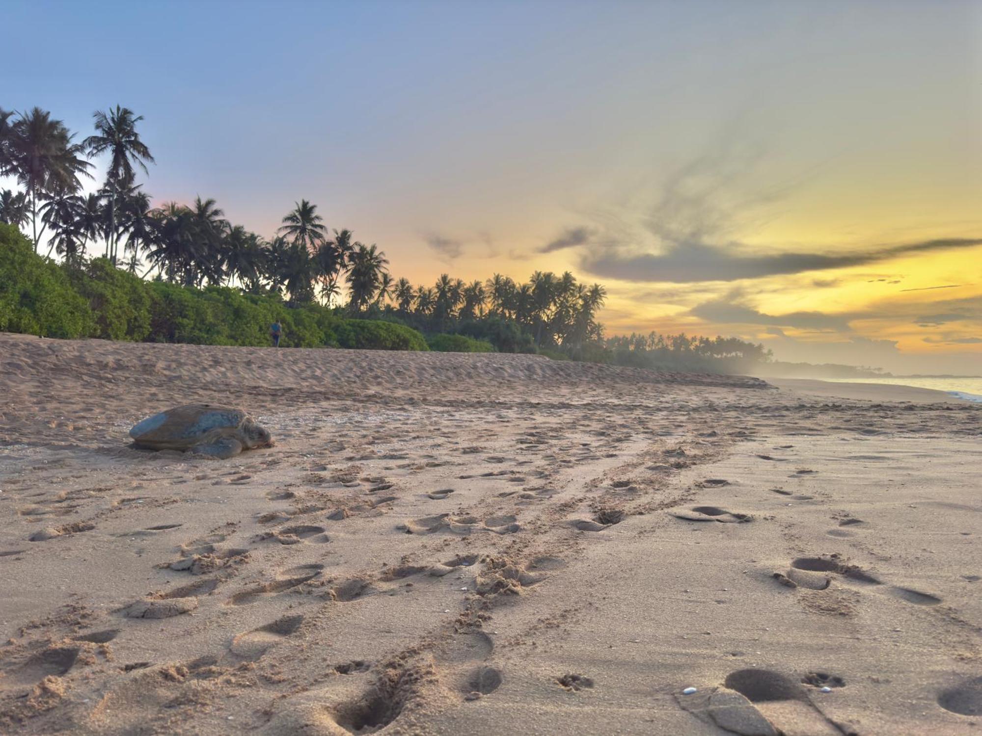 Rekawa Turtle Gate Hotel Tangalle Zewnętrze zdjęcie