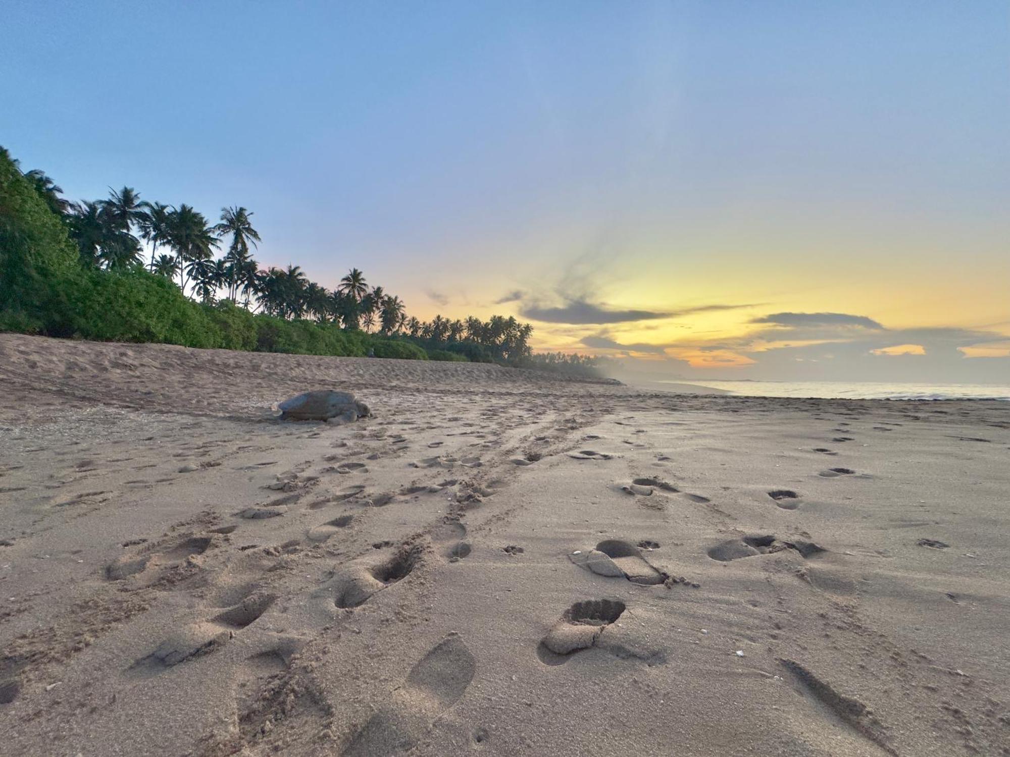 Rekawa Turtle Gate Hotel Tangalle Zewnętrze zdjęcie